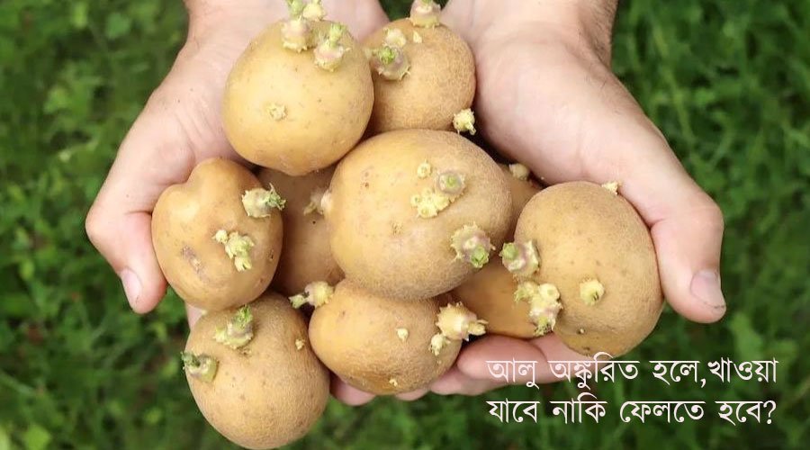 আলু অঙ্কুরিত হলে,খাওয়া যাবে নাকি ফেলতে হবে?